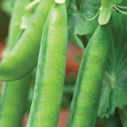 �rt, Marv- <br>�Hurst Green Shaft� <br><i>Pisum sativum var. sativum</i>