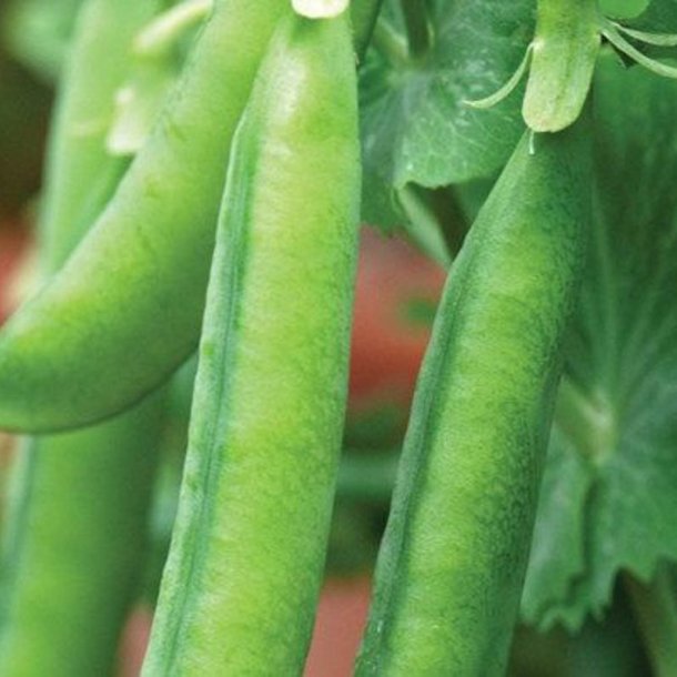 �rt, Marv- <br>�Hurst Green Shaft� <br><i>Pisum sativum var. sativum</i>