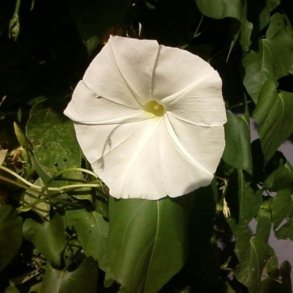 Pragtsnerle <br>'Pearly Gates'<br><i>Ipomoea purpurea </i>