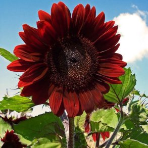 Solsikke <br>'Velvet Queen' <br><i>Helianthus annuus</i>