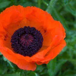 Valmue, Staude- <br>'Prince of Orange'<br><i>Papaver orientale </i>