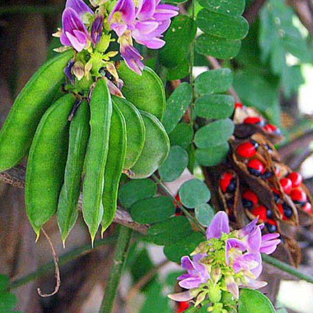 Paternoster-<br>bnne <br><i>Abrus precatorius</i>