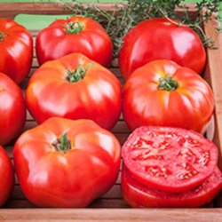 Tomat <br>'Ace 55 VF' <br><i>Lycopersicon esculentum</i>