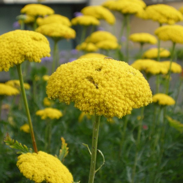 Rllike, <br>Pragt- <br><i>Achillea filipendulina </i>