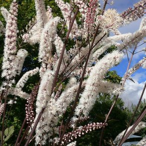Slvlys <br>'Atropurpurea' <br><i>Cimicifuga ramosa/<br>Actaea r. </i>