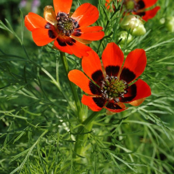 Blomstermix <br>'Kulrte buketter'<br><br>