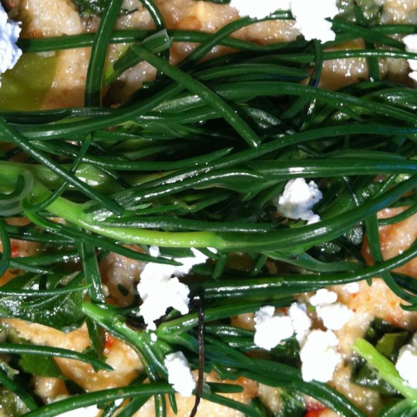 Okahijiki, <br>Komarov-sodaurt <br><i>Salsola komarovii iljin</i>