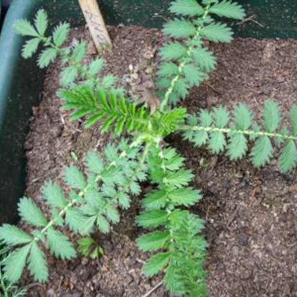 Agermne, <br>Almindelig <br><i>Agrimonia eupatoria</i>