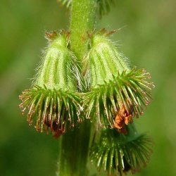 Agermne, <br>Almindelig <br><i>Agrimonia eupatoria</i>