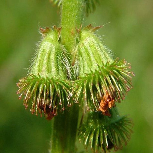 Agermne, <br>Almindelig <br><i>Agrimonia eupatoria</i>