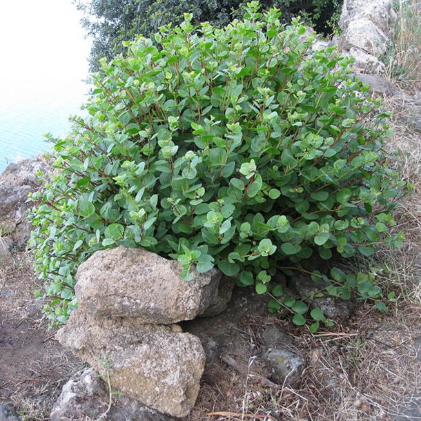 Kapers <br><i>Capparis spinosa </i><br><br>