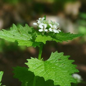 Lgkarse <br><i>Alliaria petiolata</i><br><br>