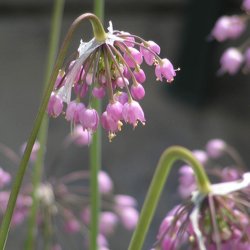 Prydlg, <br>Allegheny- <br><i>Allium cernuum</i>