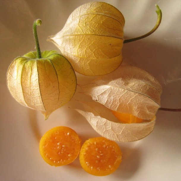 Ananaskirsebr <br><i>Physalis peruviana</i><br><br>