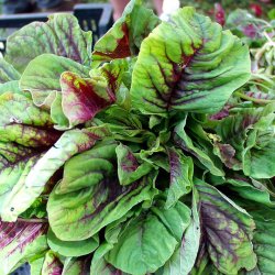 Amarant, Kinesisk <br>Callaloo, Kinesisk spinat <br><i>Amaranthus tricolor</i>