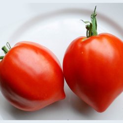 Tomat <br>'Amish Paste' <br><i>Lycopersicon esculentum</i>