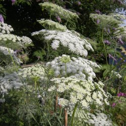Kongeskrm, <br>Kongekommen <br><i>Ammi majus</i>