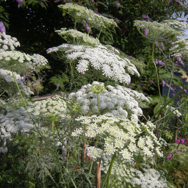 Kongeskrm, <br>Kongekommen <br><i>Ammi majus</i>