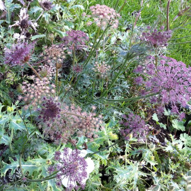 Tandstikkerurt �Black Knight� <br><i>Ammi visnaga</i>