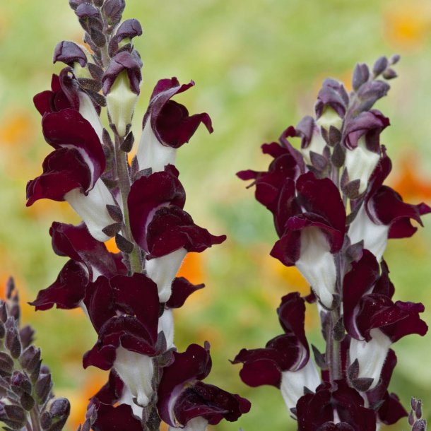 Lvemund <br>'Night &amp; Day' <br><i>Antirrhinum majus </i>