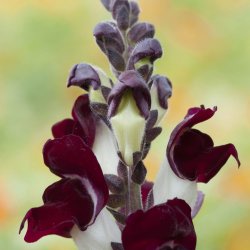 Lvemund <br>'Night &amp; Day' <br><i>Antirrhinum majus </i>
