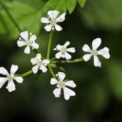 Krvel, <br>Have- <br><i>Anthriscus cerefolium</i>