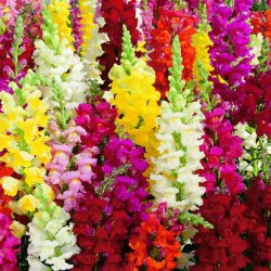 Lvemund <br>'Mix' <br><i>Antirrhinum majus </i>