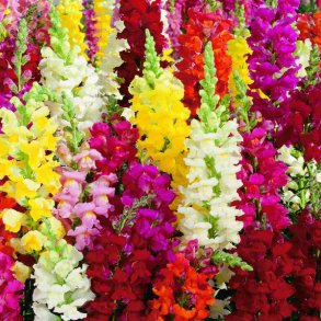 Lvemund <br>'Mix' <br><i>Antirrhinum majus </i>