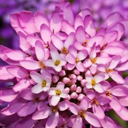 Snepude, sljfeblomst <br>'Mix'<br><i>Iberis sempervirens</i>