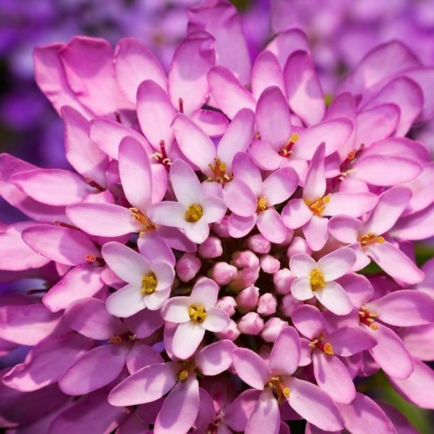 Snepude, sljfeblomst <br>'Mix'<br><i>Iberis sempervirens</i>