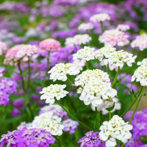 Snepude, sljfeblomst <br>'Mix'<br><i>Iberis sempervirens</i>