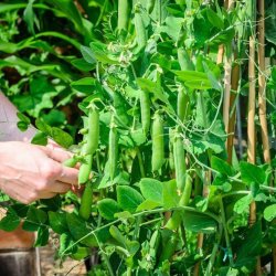 rt, Skal- <br>'Meteor' <br><i>Pisum sativum var. sativum</i>