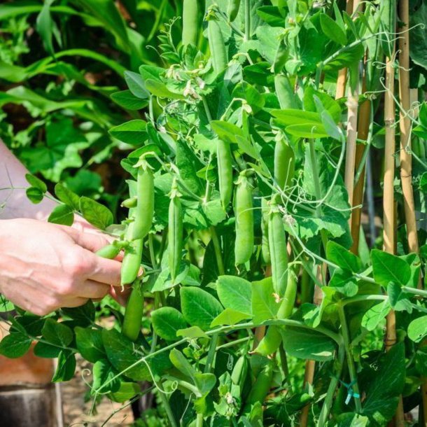 rt, Skal- <br>'Meteor' <br><i>Pisum sativum var. sativum</i>