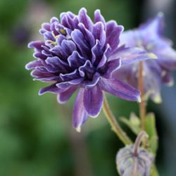 Akeleje <br>'Barlow Christa' <br><i>Aquilegia vulgaris</i><br>