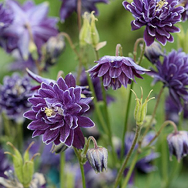 Akeleje <br>'Barlow Christa' <br><i>Aquilegia vulgaris</i><br>