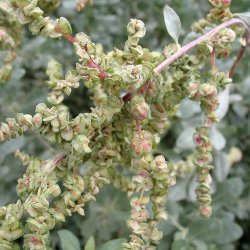 Smlde <br><i>Atriplex halimus </i><br><br>