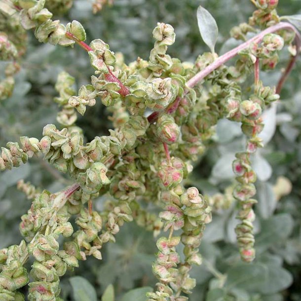 Smlde <br><i>Atriplex halimus </i><br><br>