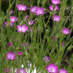 Klinte <br><i>Agrostemma githago </i><br><br>