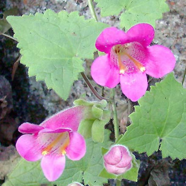 Asarina, Klatre- <br>'Mystic Rose' <br><i>Asarina scandens/ Lophospermum s./Maurandya s.</i>