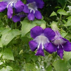 Asarina, Klatre- 'Sky Blue' <br><i>Asarina scandens/ Lophospermum s./Maurandya s.</i>