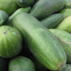 Agurk, Asie- <br>'Fatum' <br><i>Cucumis sativus</i><br>