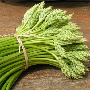 Asparges, Vild - <br>Pyrenisk fuglemlk<br><i>Ornithogalum pyrenaicum</i>