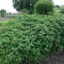 Trspinat <br><i>Chenopodium <br>giganteum</i>