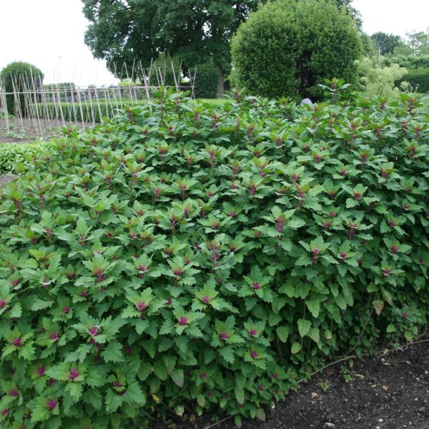 Trspinat <br><i>Chenopodium <br>giganteum</i>