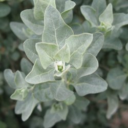 Smlde <br><i>Atriplex halimus </i><br><br>