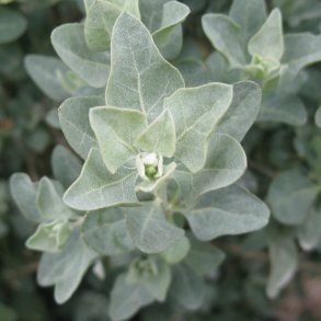 Smlde <br><i>Atriplex halimus </i><br><br>