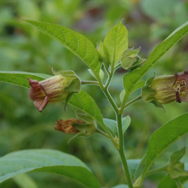 Galnebr <br><i>Atropa belladonna</i><br><br>