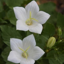 Ballonklokke <br>'Fuji White' <br><i>Platycodon grandiflorus</i>