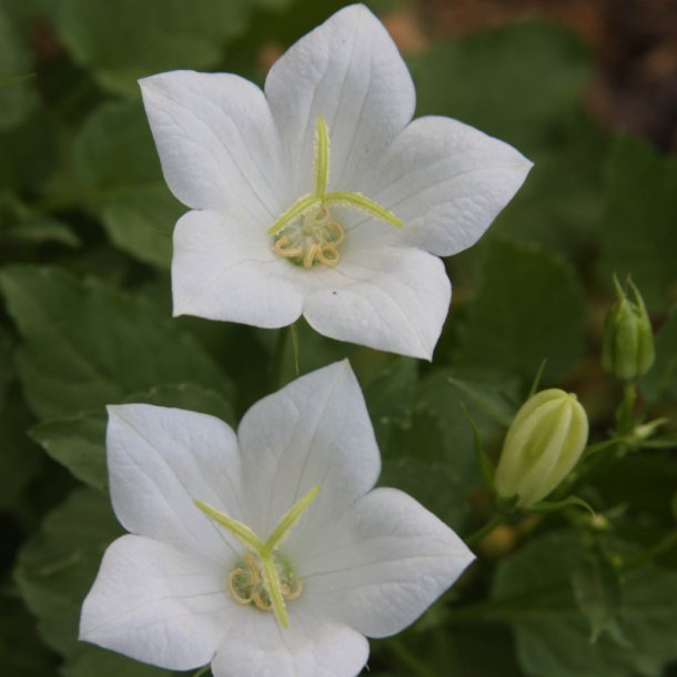 Ballonklokke <br>'Fuji White' <br><i>Platycodon grandiflorus</i>