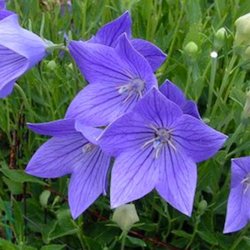 Ballonklokke <br>'Fuji Blue' <br><i>Platycodon grandiflorus</i>
